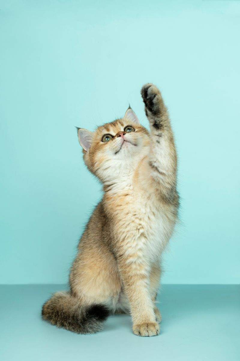 Understanding Your Cat's Body Language