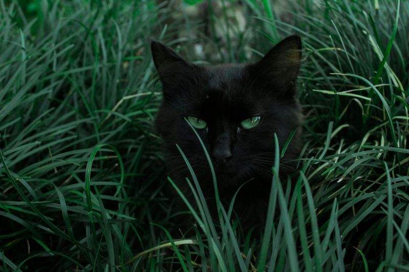 Top Tips for Keeping Indoor Cats Happy