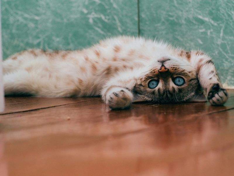 The Best Diet for a Healthy Cat