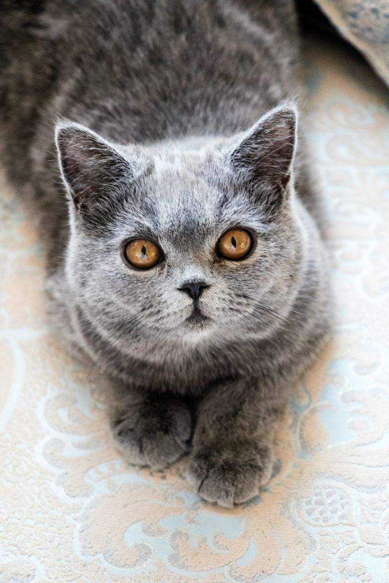 Purrfection Cat Services - Image 15