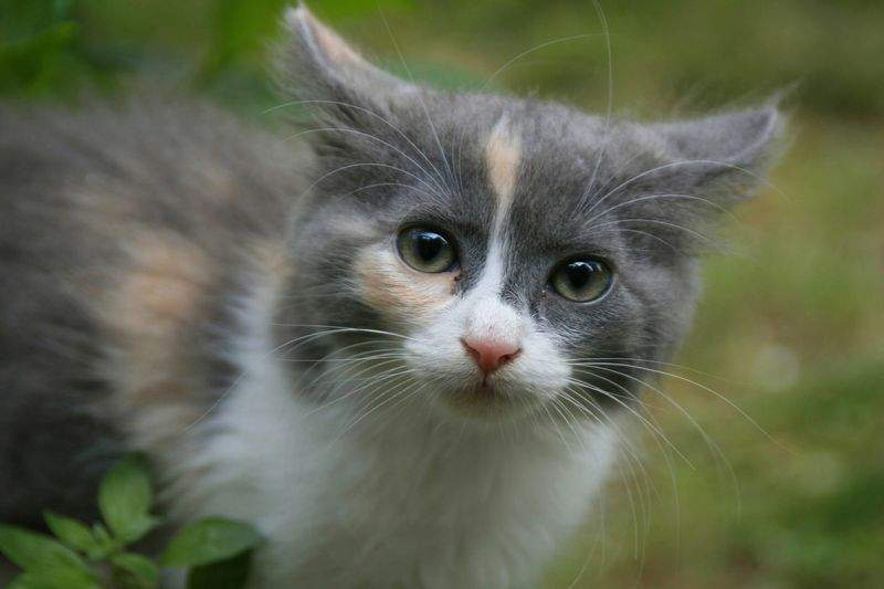 Purrfection Cat Services - Image 2