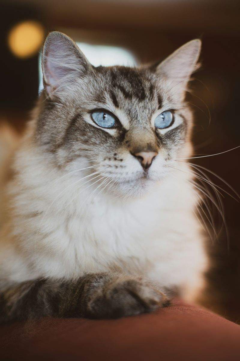 Purrfection Cat Services - Image 3