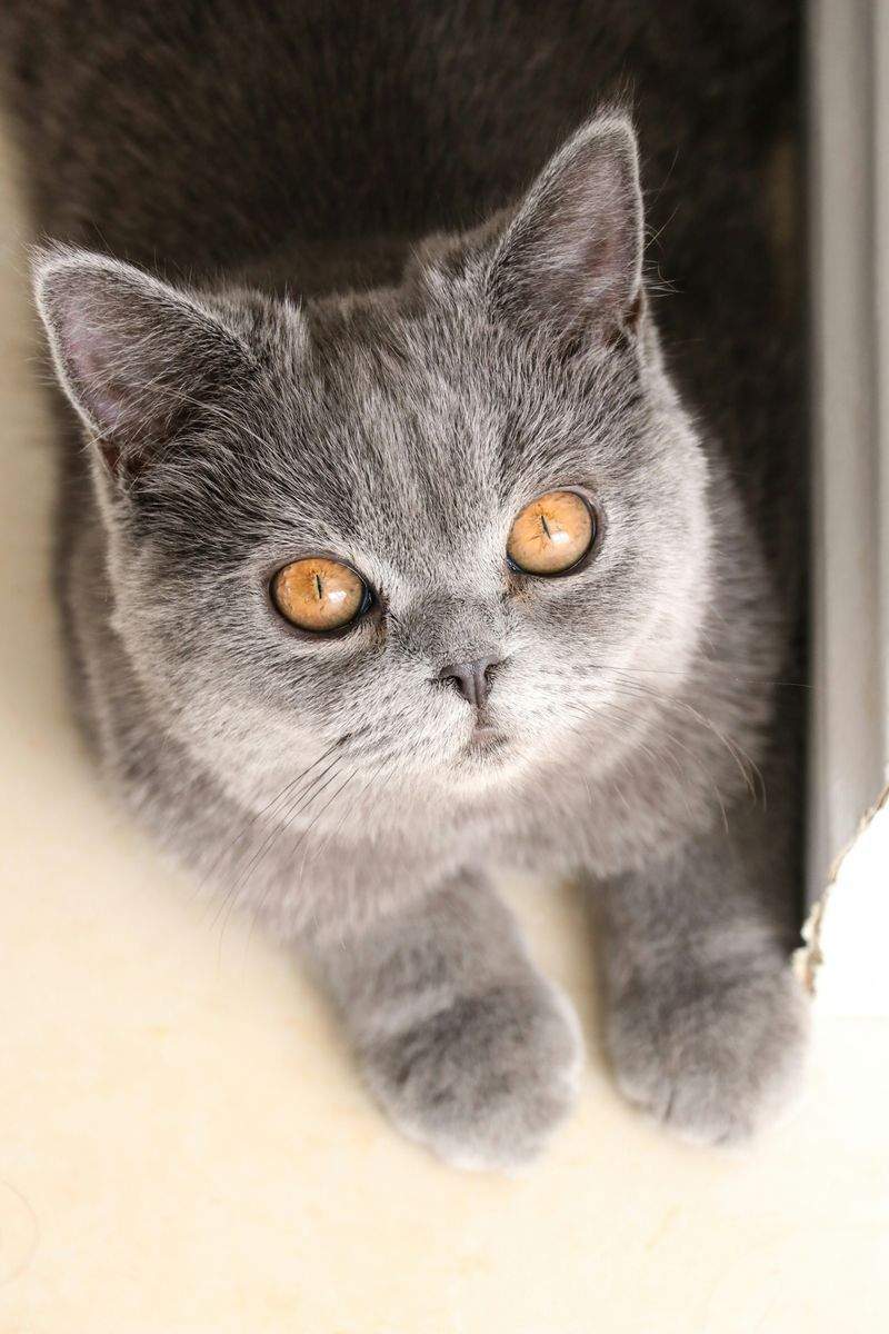 Purrfection Cat Services - Image 4