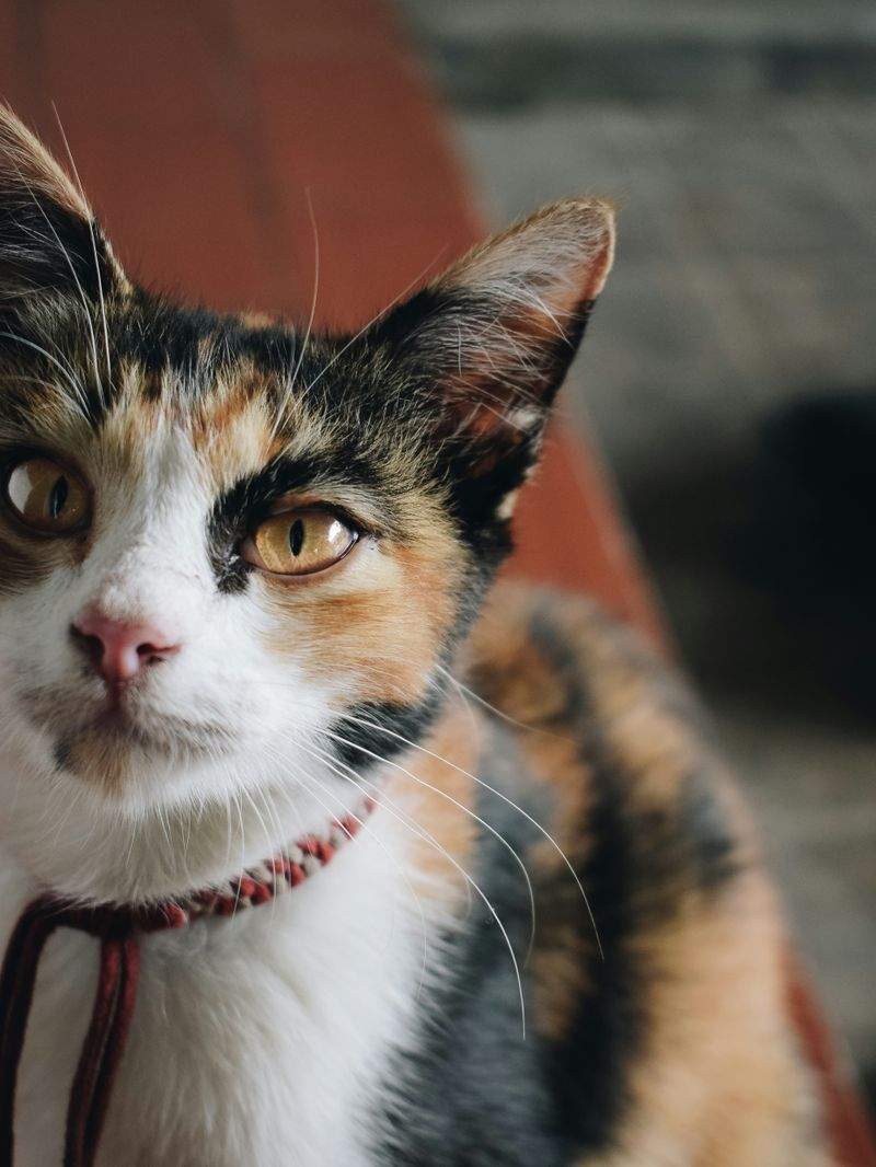 Purrfection Cat Services - Image 9
