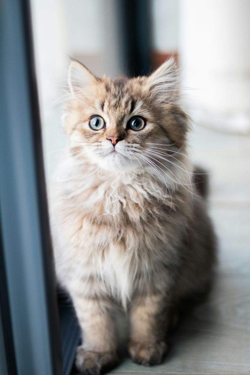 Welcome to Purrfection Cat Services: Where Your Feline Friends Feel at Home